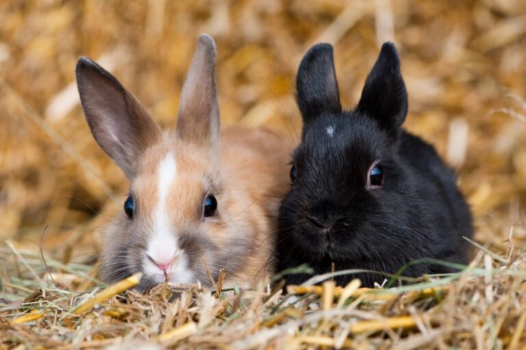 Two Young Rabbits Sitting Together in the Straw