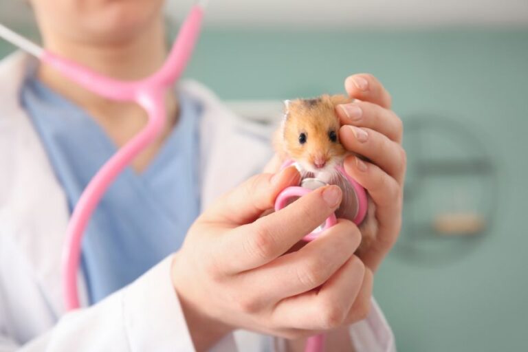 Veterinarian Examining a Hamster at a Clinic