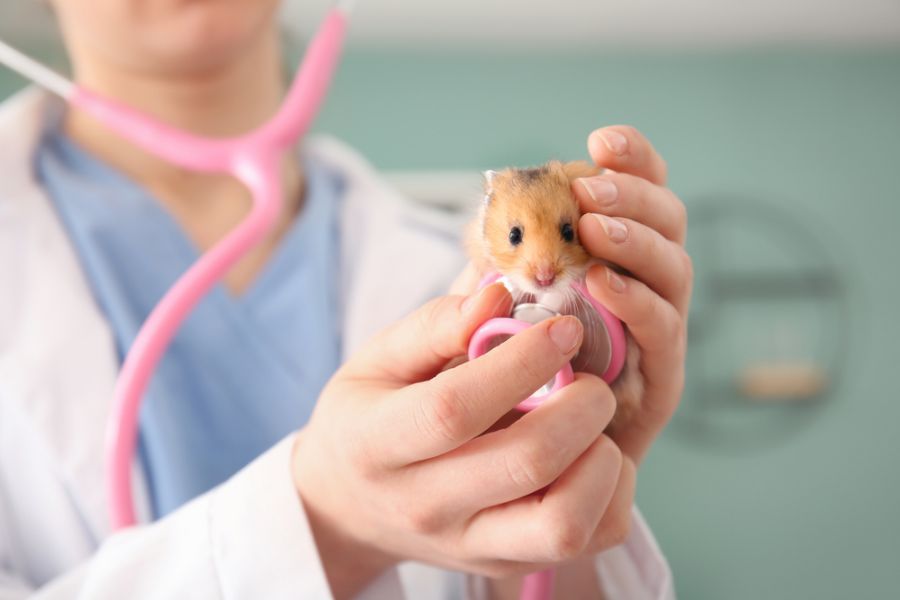 Veterinarian Examining a Hamster at a Clinic