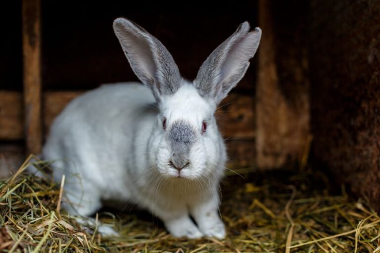 White Domestic Rabbit in an Outdoor Hutch