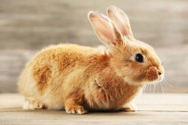 Young Ginger Rabbit on a Wooden Table