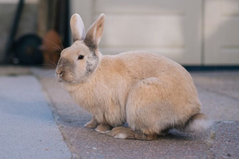 Young Rabbit Resting on Concrete
