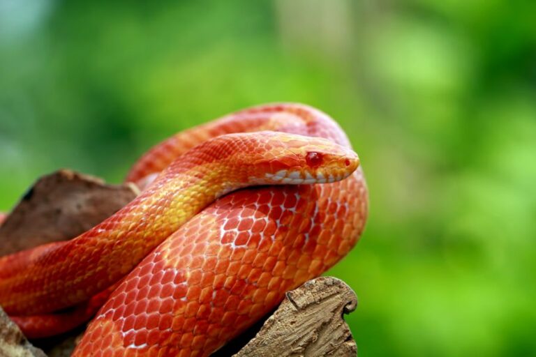 Bright Corn Snake Resting on a Piece of Wood Outdoors