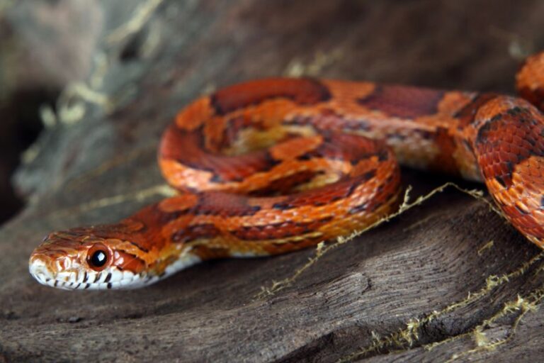 Closeup of a Corn Snake on a Piece of Wood in a Terrarium