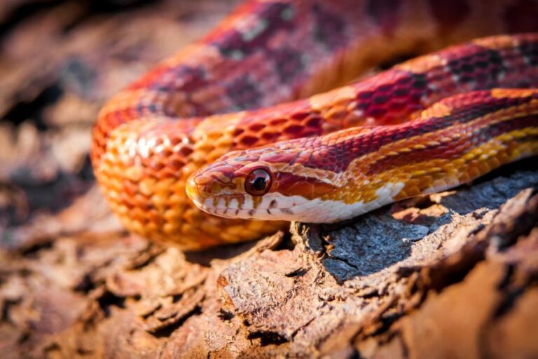 Closeup of a Corn Snake on the Trunk of a Tree