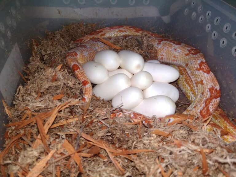 Corn Snake Curled Around Several Eggs
