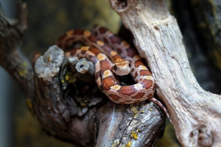 Corn Snake Curled Up on Branches in Terrarium