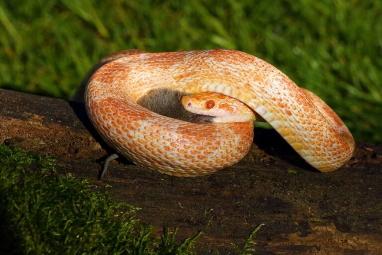 Corn Snake Killing and Eating Its Prey
