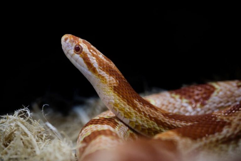 Corn Snake Looking Up in Terrarium