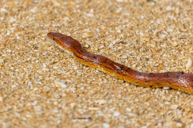 Corn Snake Lying on Sand