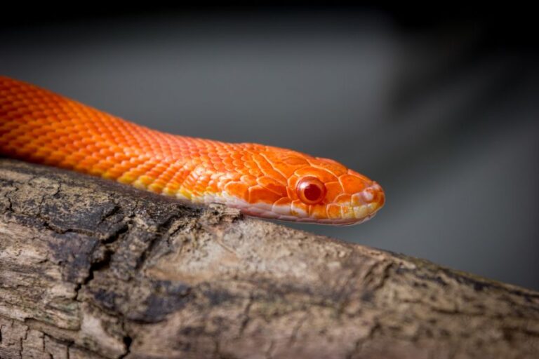 Corn Snake Moving Along the Branch of a Tree