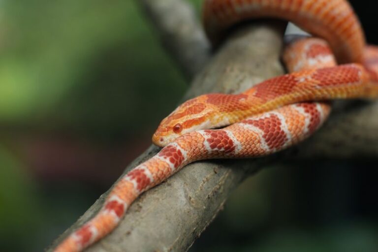Corn Snake Moving Down Branch
