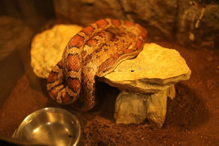 Corn Snake Resting on a Rock in a Terrarium