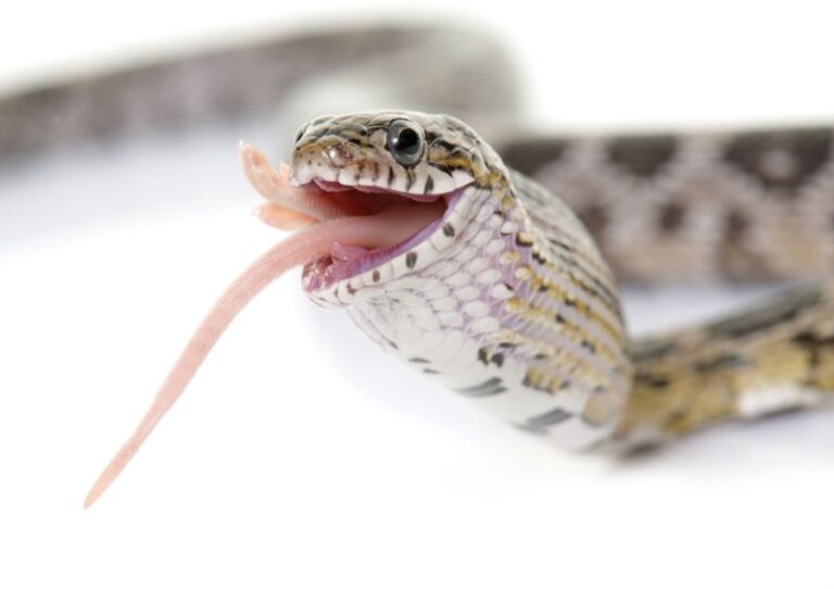 Corn Snake Swallowing Mouse