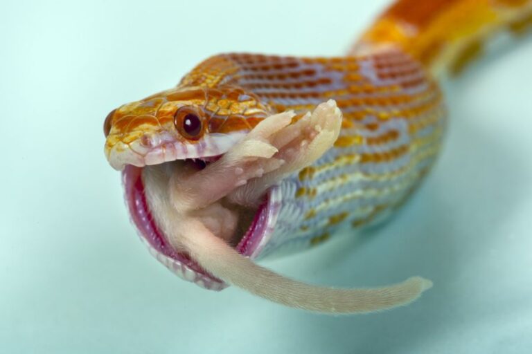 Corn Snake Swallowing Mouse