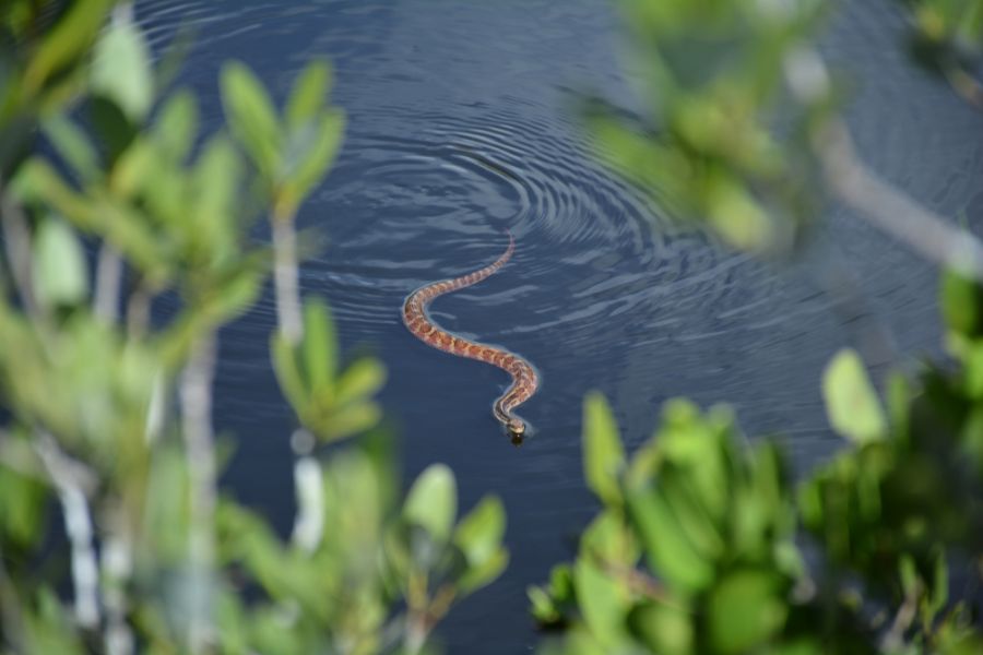Corn Snake Swimming Through the Water in a Pond