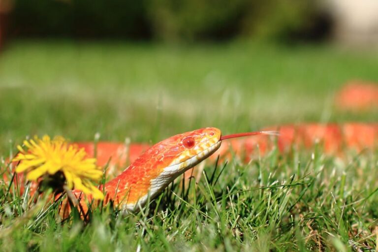 Corn Snake With Its Tongue Out in the Grass