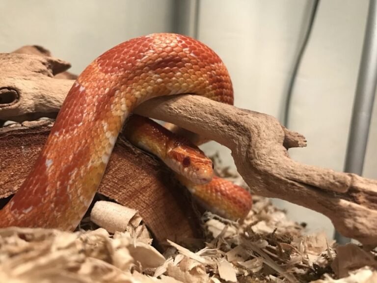 Corn Snake Wrapped Around a Branch in a Terrarium