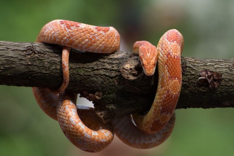 Corn Snake Wrapped Around a Large Branch