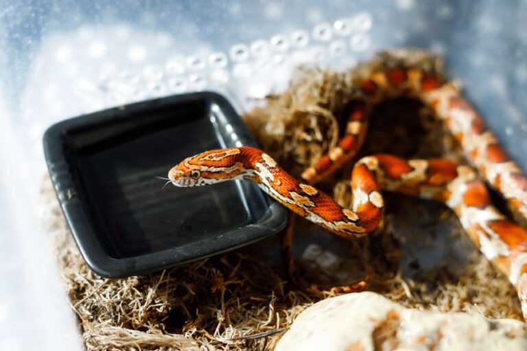 Corn Snake on the Water Dish in a Small Terrarium