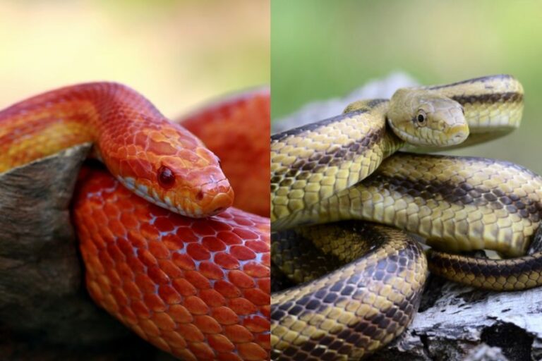 Corn Snake vs Rat Snake