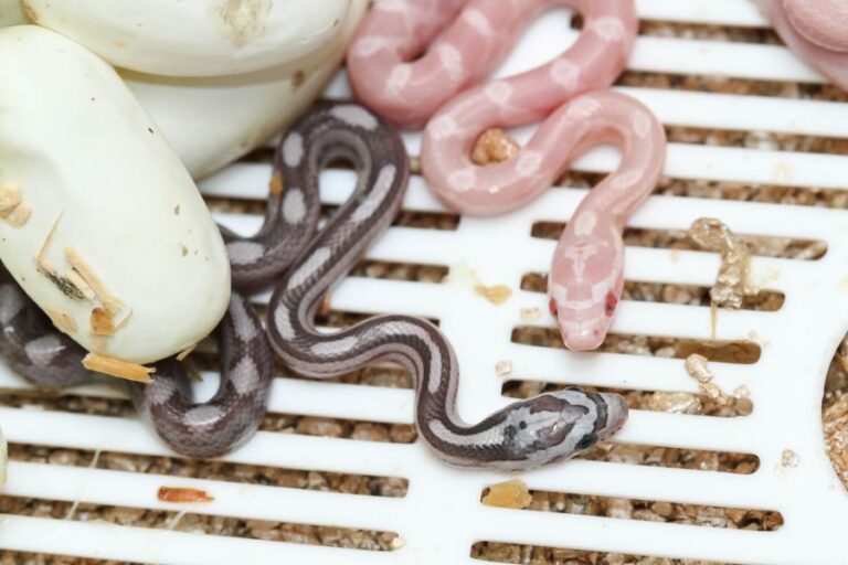 Freshly Hatched Baby Corn Snakes