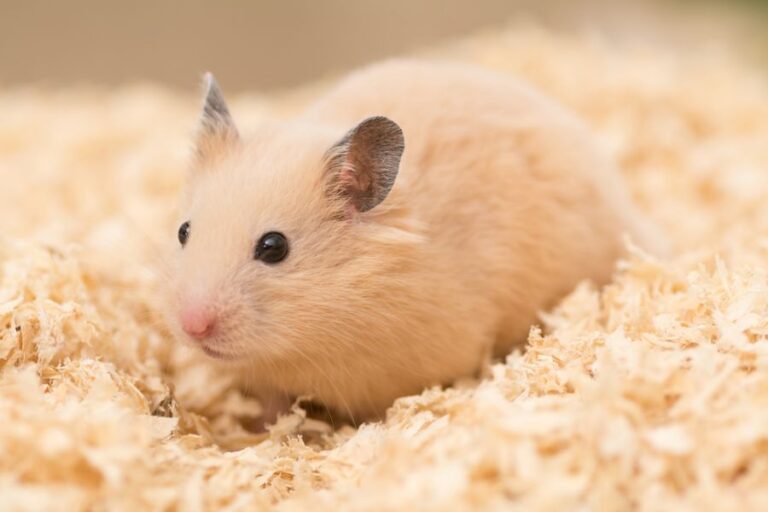 Golden Hamster Resting on Wood Shavings