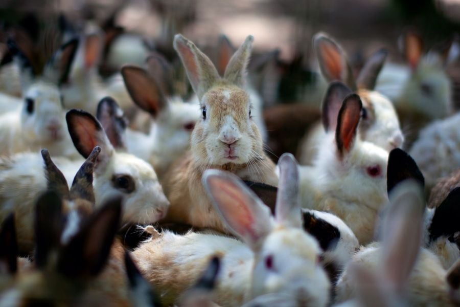Group of Rabbits in a Hutch With One Peeking Over