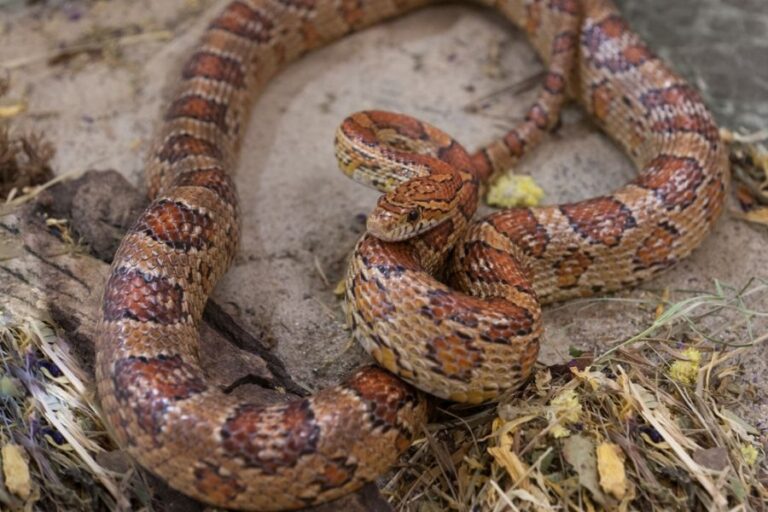 Large Corn Snake Resting on the Sand