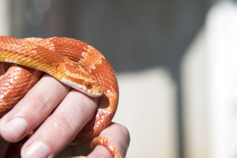 Man Holding Young Corn Snake in Hand