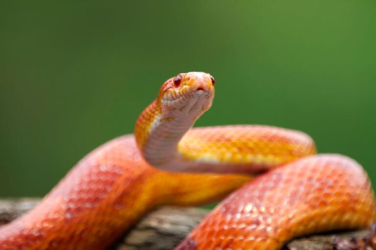 Red Corn Snake on a Branch