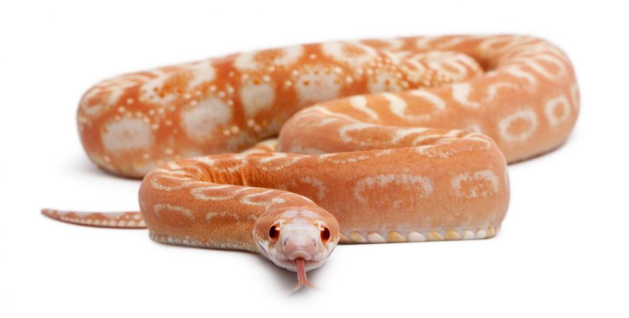 Scaleless Corn Snake on a White Background