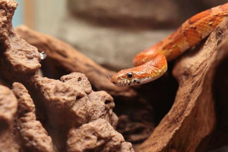 Small Corn Snake Climbing Over Wood and Rock in a Terrarium
