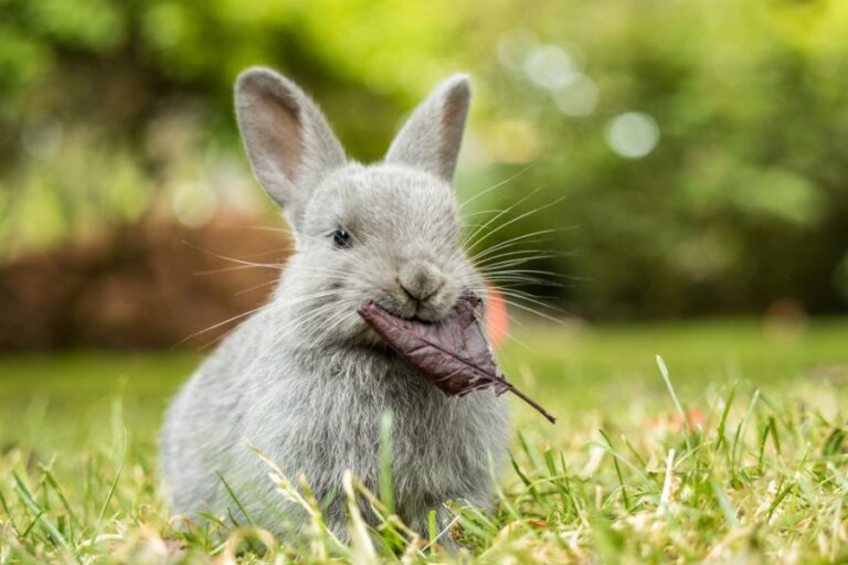 Small Gray Rabbit With a Leaf in Its Mouth