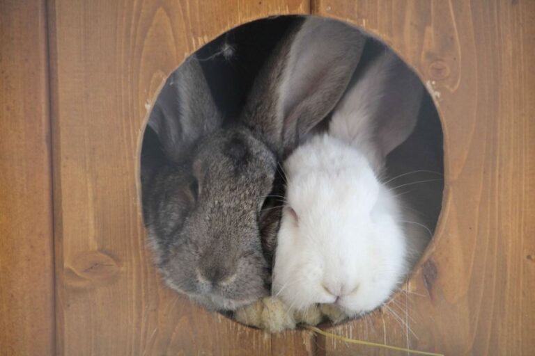Two Rabbits Sleeping in Wooden House