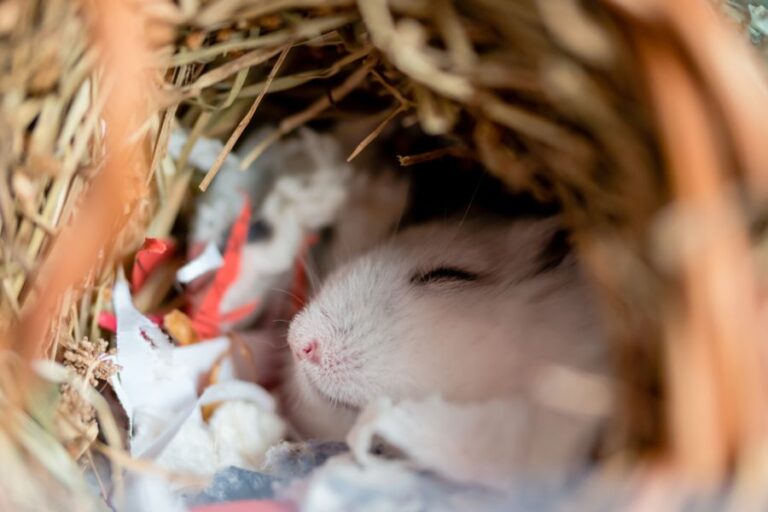White Dwarf Hamster Sleeping in Nest