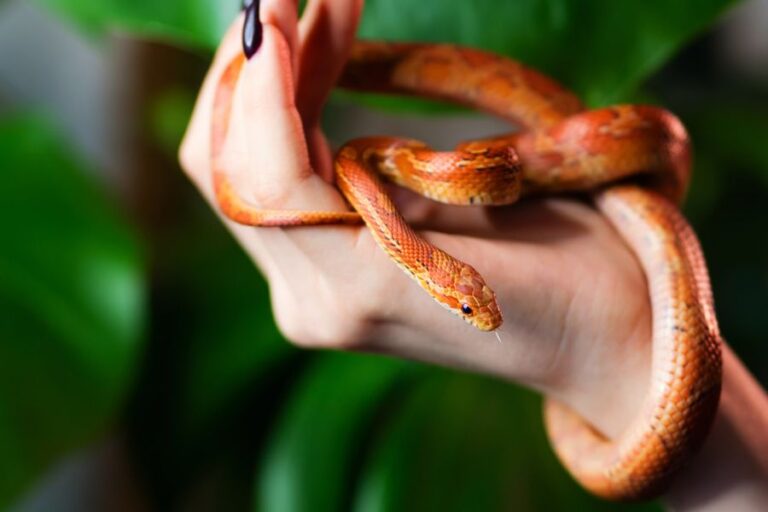 Woman Holding Small Corn Snake in Hand