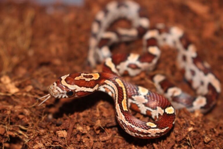 Young Corn Snake With Forked Tongue Sticking Out