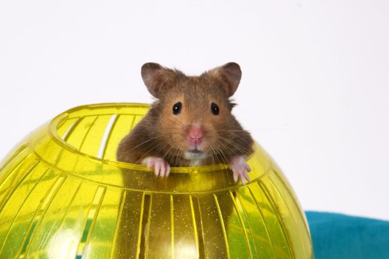 Brown Hamster in a Yellow Hamster Ball