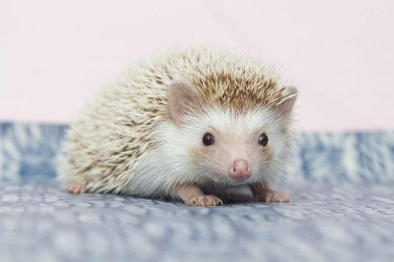Curious Young Hedgehog on Blue Fabric