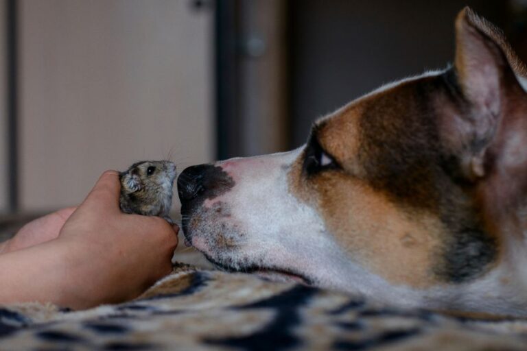 Dog Sniffing Hamster When First Meeting