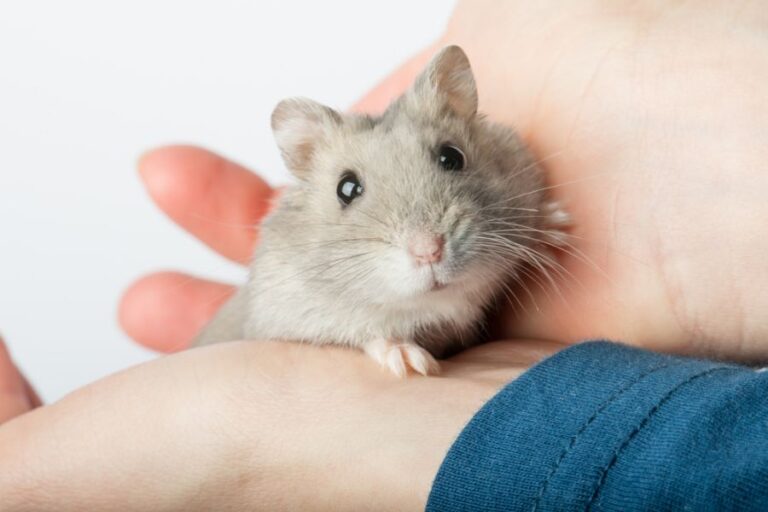 Gray Hamster Being Held By a Child