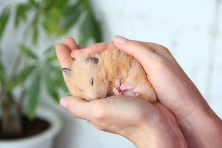 Hamster Curled Up and Sleeping in a Woman's Hands