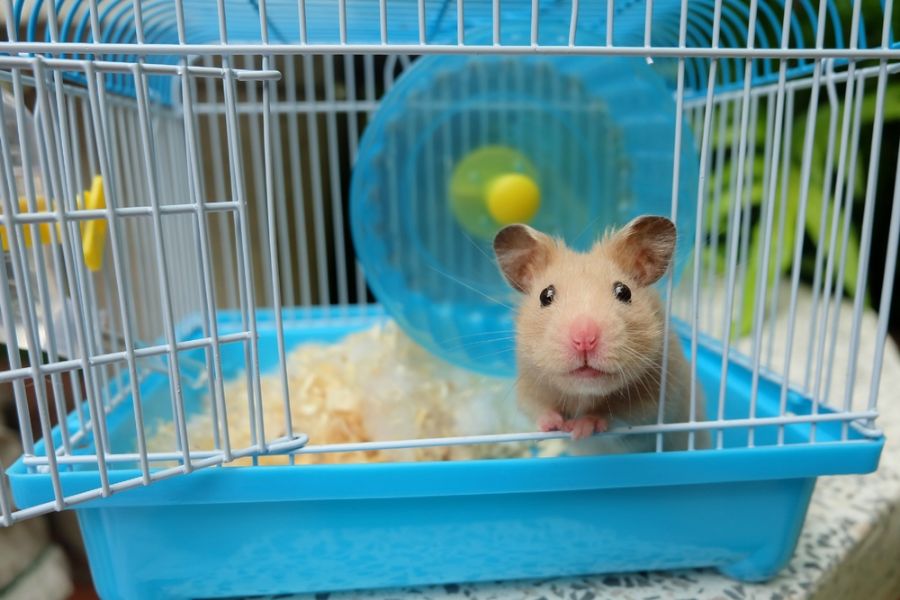 Hamster Peeking Out of Blue and White Cage