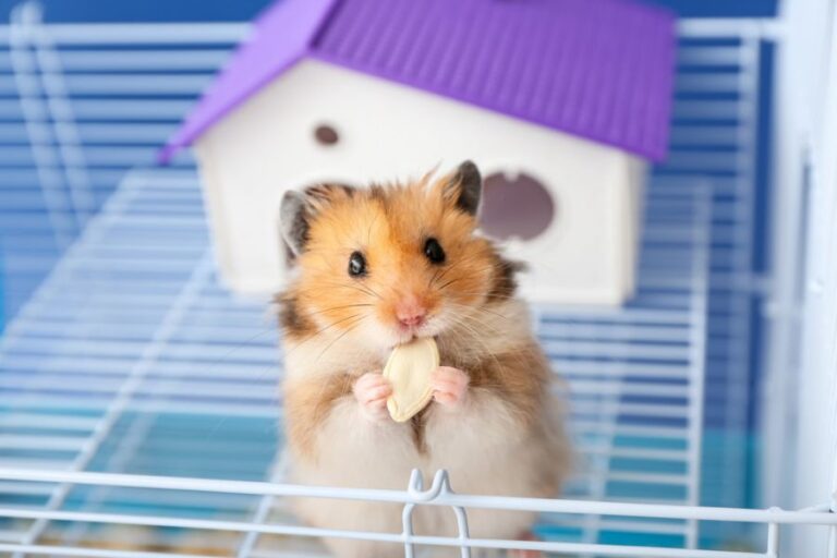 Hamster Peeking Out of Its Cage Eating a Pumpkin Seed