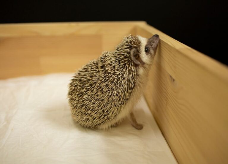 Hedgehog Exploring the Edge of Its Enclosure