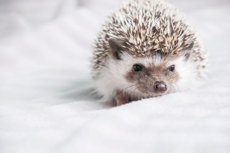 Hedgehog on a Soft White Blanket