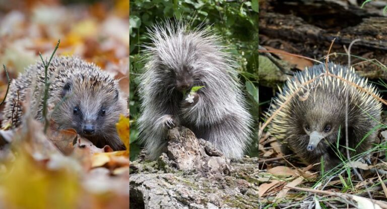 Hedgehog vs Porcupine vs Echidna