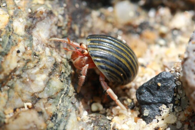 Hermit Crab Climbing on Rocks and Sand