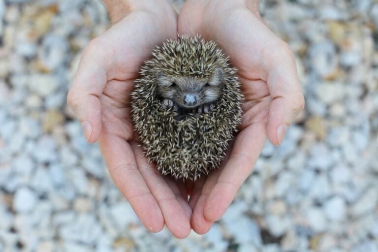 Young Hedgehog Curled Up in a Woman's Hands